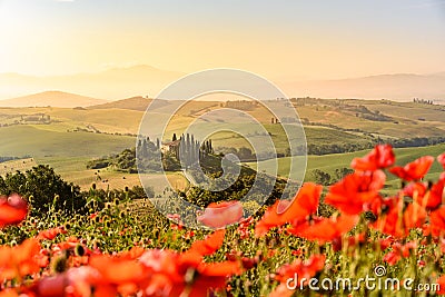 Poppy flower field in beautiful landscape scenery of Tuscany in Italy, Podere Belvedere in Val d Orcia Region - travel destination Stock Photo