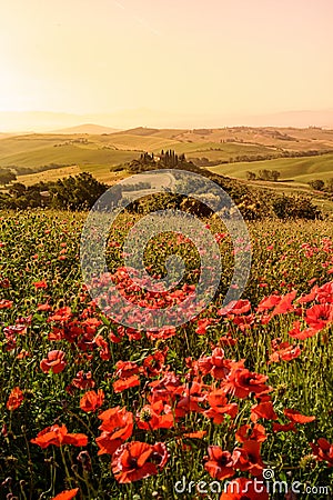 Poppy flower field in beautiful landscape scenery of Tuscany in Italy, Podere Belvedere in Val d Orcia Region - travel destination Stock Photo