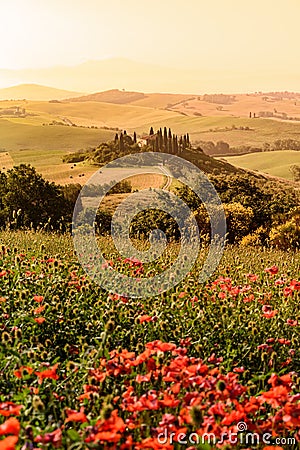 Poppy flower field in beautiful landscape scenery of Tuscany in Italy, Podere Belvedere in Val d Orcia Region - travel destination Stock Photo