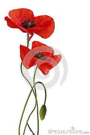Poppy flower isolated Stock Photo