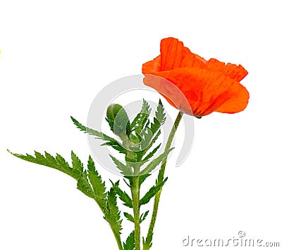 Poppy flower isolated on white Stock Photo