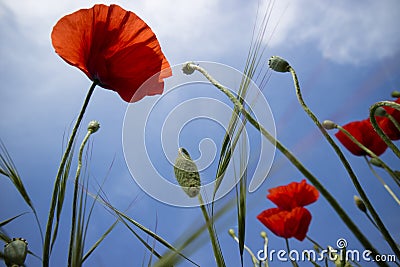 The poppy flower Stock Photo