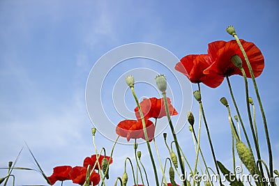 The poppy flower Stock Photo