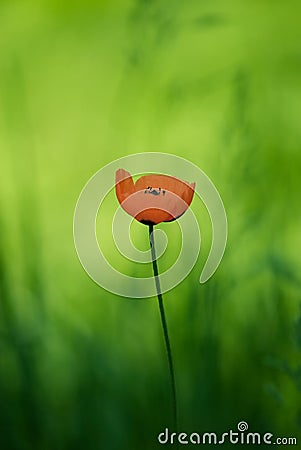 Poppy flower (Papaveraceae) Stock Photo