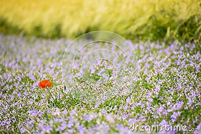 Poppy flower popped out amongst isotoma flower field. Stock Photo