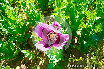 poppy flower Stock Photo