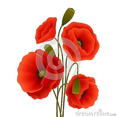 Poppy flower poster Vector Illustration