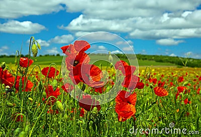 Poppy flower Stock Photo