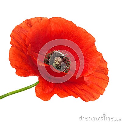 Poppy flower Stock Photo