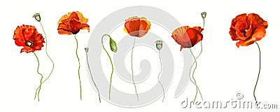 Poppy flower Stock Photo