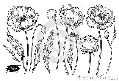 Poppy flower vector drawing set. Isolated wild plant and leaves. Vector Illustration
