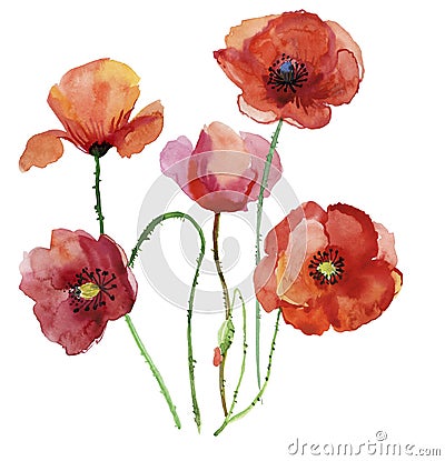 Poppy flowers, watercolour illustration. Cartoon Illustration