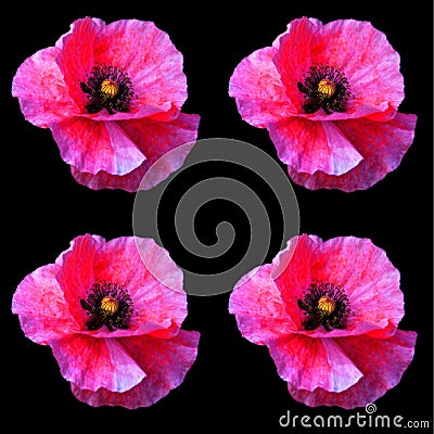 A poppy is a flowering plant in the subfamily Papaveroideae of the family Papaveraceae Stock Photo