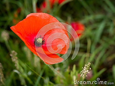 Poppy Flowering at Southwold Stock Photo