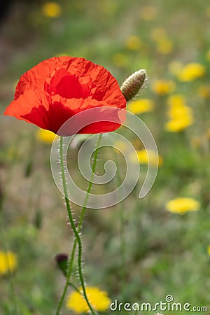 Poppy flowering in summertime in East Grinstead Stock Photo