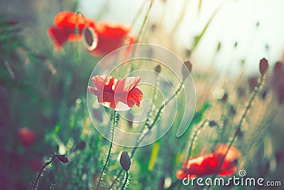 Poppy flowers blooming on the field Stock Photo