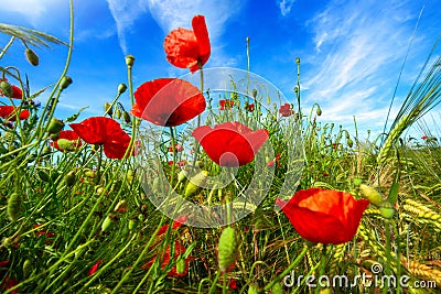 Poppy flowers and deep blue sky Stock Photo