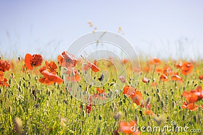 Poppy flowers field Stock Photo