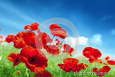 Poppy flowers on field Stock Photo