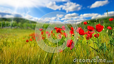 Poppy flowers on grassland Stock Photo