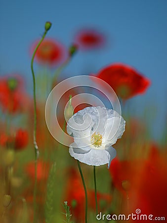 White poppy flower on a blurred background in the middle of a wheat field. Stock Photo