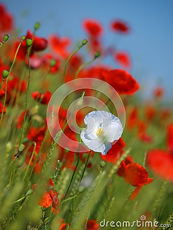 White and red poppy flowers in the middle of a wheat field. Stock Photo