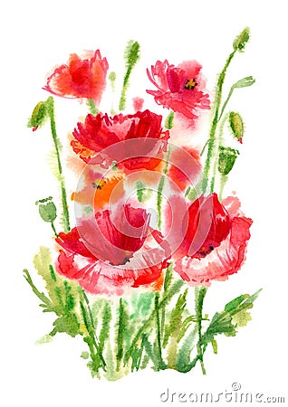 Poppy flowers and herbs. Cartoon Illustration