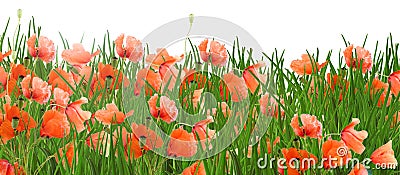 Poppy flowers - meadow Stock Photo