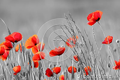 Poppy flowers Stock Photo