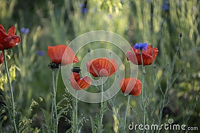 Poppy flowers. Red poppies. Summer field with blooming poppies Stock Photo