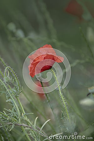 Poppy flowers. Red poppies. Summer field with blooming poppies Stock Photo