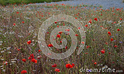 Poppy flowers. Red poppies. Summer field with blooming poppies Stock Photo