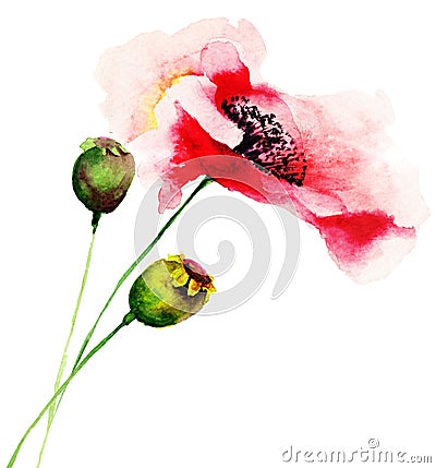 Poppy flowers Cartoon Illustration