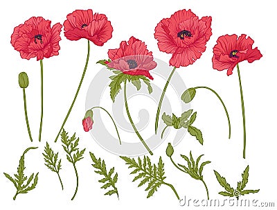 Poppy flowers. Set of colored flowers. Vector Illustration