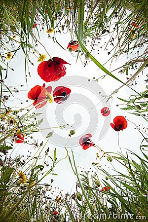 Poppy flowers Stock Photo