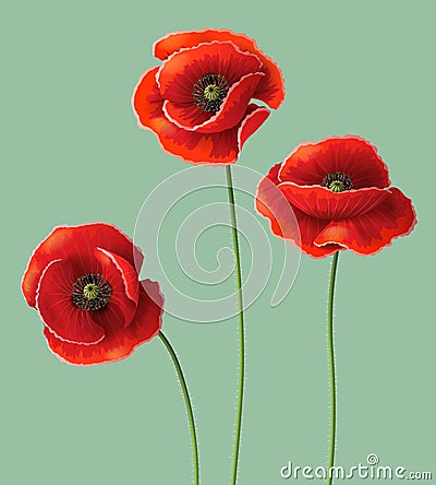 Poppy flowers. Vector Illustration