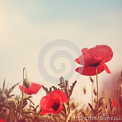 Poppy flowers vintage stylized Stock Photo