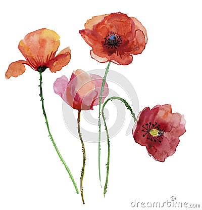 Poppy flowers, watercolour illustration. Cartoon Illustration