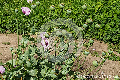 Poppy green boxes with seeds and purple poppy flowers Stock Photo