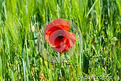 Poppy grows in the middle of a grain field Stock Photo