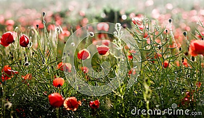 Poppy landscape Stock Photo