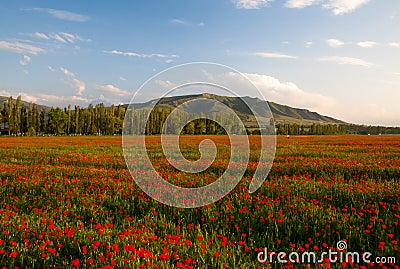 Poppy landscape Stock Photo