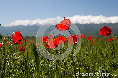 Poppy landscape Stock Photo