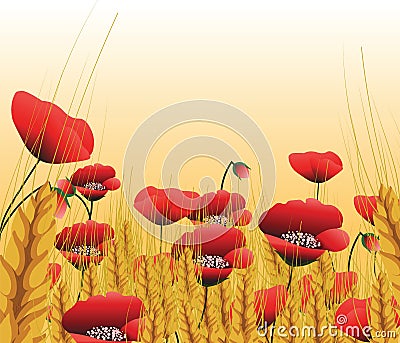 Poppy lawn with wheat background Stock Photo