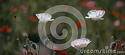 Poppy lawn. White unique poppy.Panorama Stock Photo