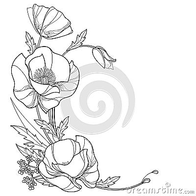 Vector corner bouquet with outline open Poppy flower, bud and leaves in black isolated on white background. Vector Illustration