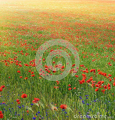 Poppy meadow Stock Photo