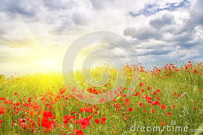 Poppy meadow. Stock Photo