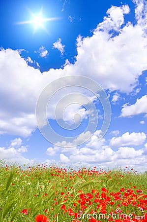 Poppy meadow. Stock Photo