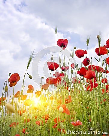 Poppy meadow. Stock Photo